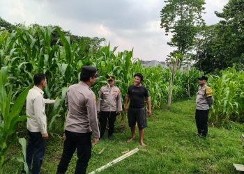 Polresta Tangerang Gencarkan Program Wangsakara, Pantau Lahan Jagung di Panongan