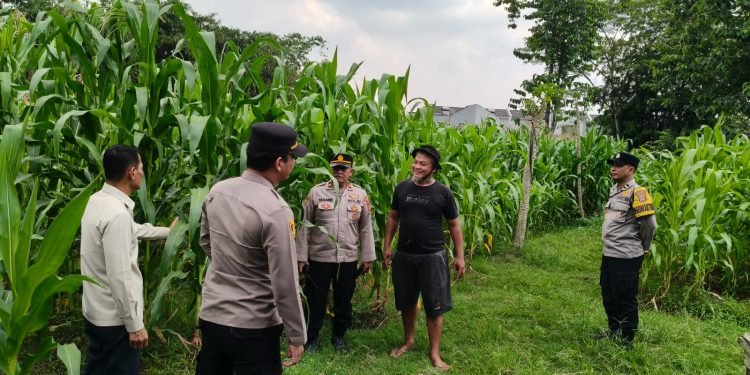 Polresta Tangerang Gencarkan Program Wangsakara, Pantau Lahan Jagung di Panongan
