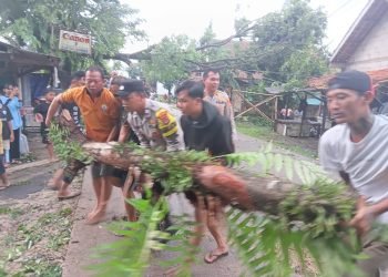 Diterjang Angin Kencang, Pohon Tumbang Lumpuhkan Jalan Cikande-Kopo, Polisi Sigap Evakuasi!