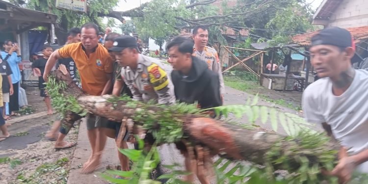 Diterjang Angin Kencang, Pohon Tumbang Lumpuhkan Jalan Cikande-Kopo, Polisi Sigap Evakuasi!