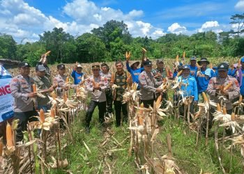 Kapolsek Pamarayan Pimpin Panen Jagung, Wujudkan Ketahanan Pangan Nasional