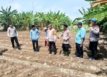 Gebrakan Polres Serang: Tanam Jagung Serentak di 30 Hektar untuk Ketahanan Pangan
