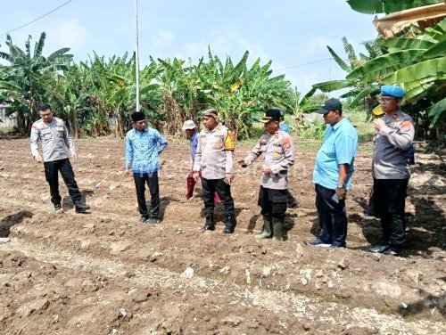 Gebrakan Polres Serang: Tanam Jagung Serentak di 30 Hektar untuk Ketahanan Pangan