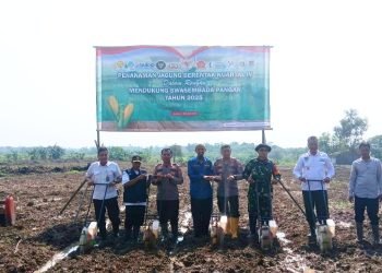 Dari Bhayangkara untuk Petani: Polres Serang Hijaukan 30 Hektar Lahan Jagung di Lima Kecamatan