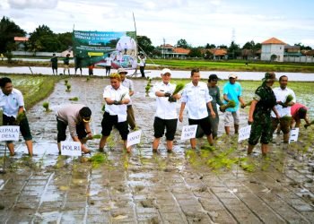 Harga Pupuk Subsidi Turun 20 Persen: Petani Kabupaten Serang Sambut Gembira dan Optimis Produksi Meningkat!