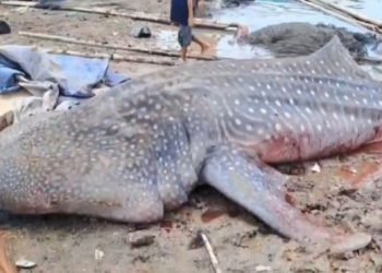 Warga Bekasi Gempar! Hiu Tutul 4 Meter Ditemukan Mati, Apa yang Terjadi di Laut Jawa?