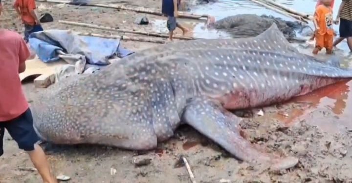 Warga Bekasi Gempar! Hiu Tutul 4 Meter Ditemukan Mati, Apa yang Terjadi di Laut Jawa?