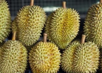 Durian Ilegal Gerogoti Ekonomi Petani: Siapa Dalang di Balik Penyelundupan Skala Besar?