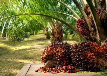 POME: Dari Limbah Jadi Rebutan Korupsi? Kejagung Geledah Bea Cukai!