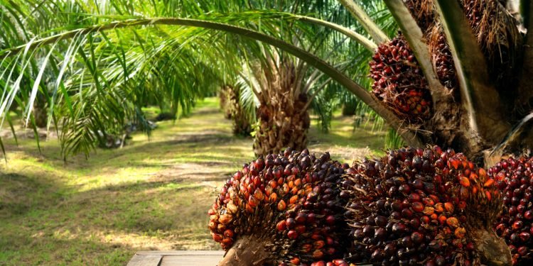 POME: Dari Limbah Jadi Rebutan Korupsi? Kejagung Geledah Bea Cukai!