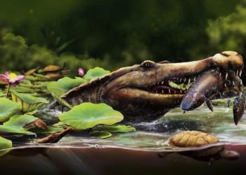 Fosil Buaya Raksasa Berusia 80 Juta Tahun Ditemukan di Mesir!