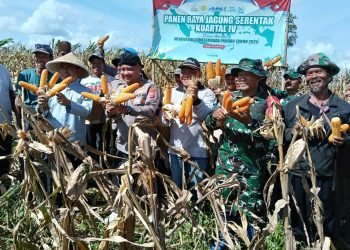 Polres Serang dan Petani Panen Jagung: Bukti Nyata Kemitraan Sukses dalam Mendukung Swasembada Pangan