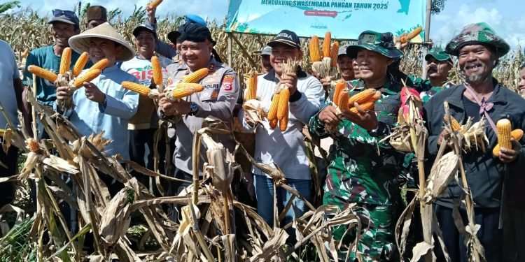 Polres Serang dan Petani Panen Jagung: Bukti Nyata Kemitraan Sukses dalam Mendukung Swasembada Pangan