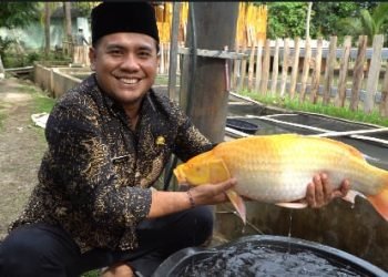 Kisah Sukses BUMDes: Ikan Hias Pandeglang Jadi Primadona di Vietnam