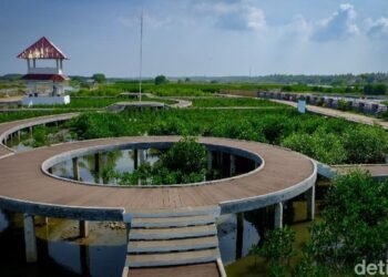 Transformasi Hijau Ketapang Mauk: Pesona Mangrove yang Menjaga Alam dan Menghidupkan Masyarakat