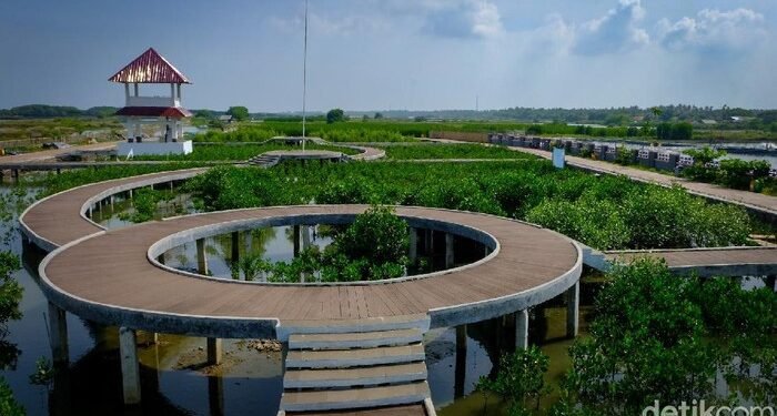 Transformasi Hijau Ketapang Mauk: Pesona Mangrove yang Menjaga Alam dan Menghidupkan Masyarakat
