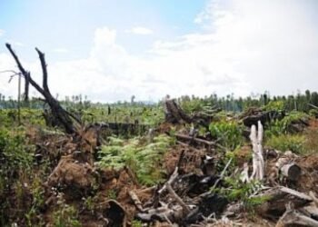 Hutan Tropis Sumatera di Ambang Krisis: Keindahan & Keanekaragaman Alam Terancam Punah