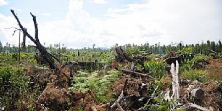 Hutan Tropis Sumatera di Ambang Krisis: Keindahan & Keanekaragaman Alam Terancam Punah