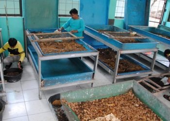 Inovasi Bogor: Sampah Makanan Jadi Berkah Lewat Budi Daya Maggot