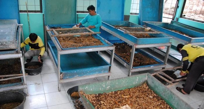 Inovasi Bogor: Sampah Makanan Jadi Berkah Lewat Budi Daya Maggot