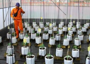 Greenhouse IoT di Kramat Jati: Terobosan Baru Pertanian Urban yang Efisien dan Berkelanjutan
