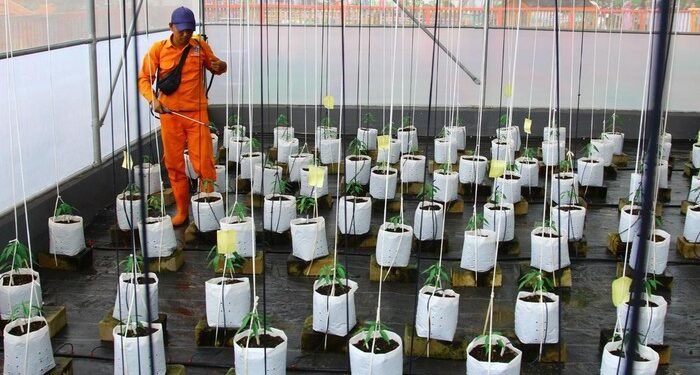 Greenhouse IoT di Kramat Jati: Terobosan Baru Pertanian Urban yang Efisien dan Berkelanjutan