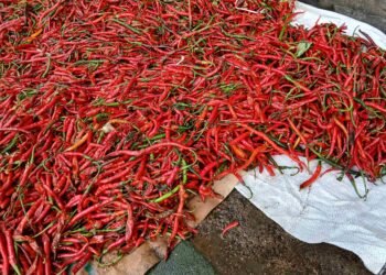 Pasokan Cabai Aceh Masuk Jakarta, Pedagang Soroti Kualitas yang Cepat Lembek