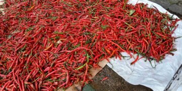 Pasokan Cabai Aceh Masuk Jakarta, Pedagang Soroti Kualitas yang Cepat Lembek