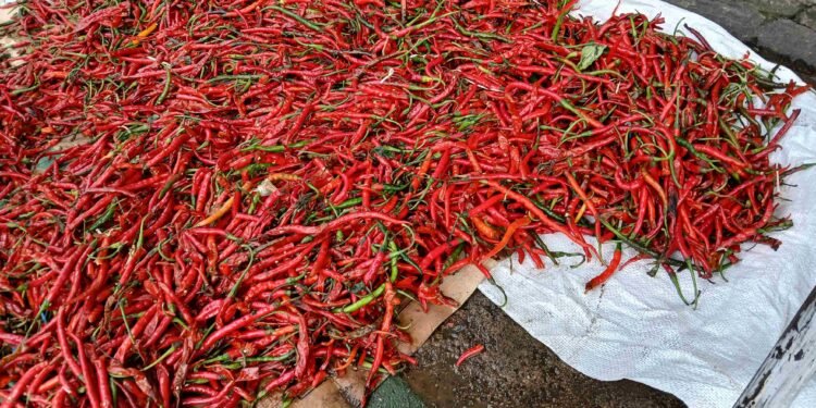 Pasokan Cabai Aceh Masuk Jakarta, Pedagang Soroti Kualitas yang Cepat Lembek