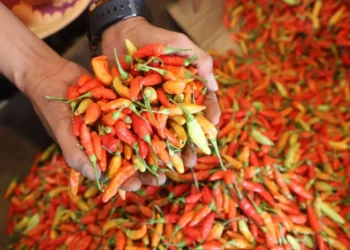 Cabai Jadi Komoditas Terpanas Akhir Tahun, Harga Tembus Rp85.000 per Kilogram