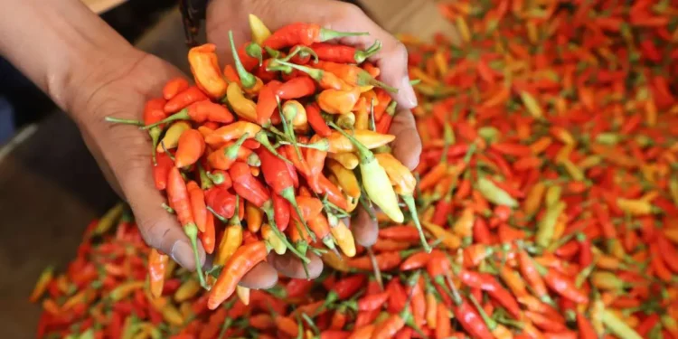 Cabai Jadi Komoditas Terpanas Akhir Tahun, Harga Tembus Rp85.000 per Kilogram