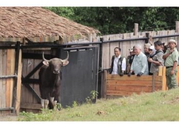 Dua Kelahiran Banteng Jawa Bangkitkan Optimisme Konservasi di Pangandaran