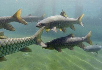 Langkah Hijau Kuningan, Pelepasan Ikan Dewa Jadi Simbol Pelestarian Lingkungan