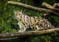 Macan Dahan, Satwa Langka yang Mengintai di Tengah Hutan Tropis