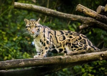 Macan Dahan, Satwa Langka yang Mengintai di Tengah Hutan Tropis