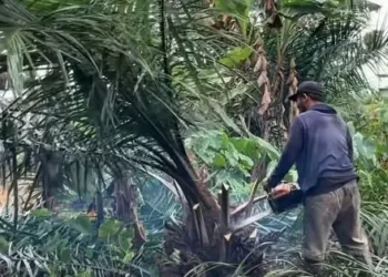 TNBS Musnahkan Sawit Ilegal Seluas Hampir 100 Hektare di Kawasan Konservasi