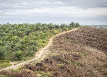 Kelapa Sawit Tidak Bisa Menggantikan Hutan: Dampak Ekologis dan Sosial yang Perlu Diketahui