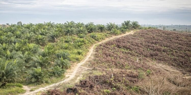 Kelapa Sawit Tidak Bisa Menggantikan Hutan: Dampak Ekologis dan Sosial yang Perlu Diketahui