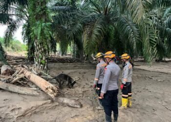 Operasi SAR Batang Toru: Den K9 Polri Ungkap Lokasi Korban di Bantaran Sungai