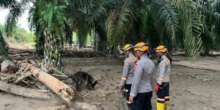 Operasi SAR Batang Toru: Den K9 Polri Ungkap Lokasi Korban di Bantaran Sungai