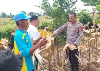 Panen Jagung Polres Serang Hasilkan 20 Ton, Dukungan Nyata untuk Ketahanan Pangan Desa