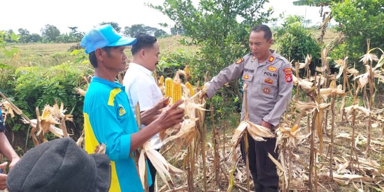 Panen Jagung Polres Serang Hasilkan 20 Ton, Dukungan Nyata untuk Ketahanan Pangan Desa