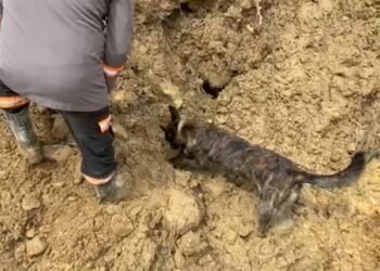 K-9 SAR Polri Temukan Titik Lokasi Korban Longsor di Tapanuli Tengah