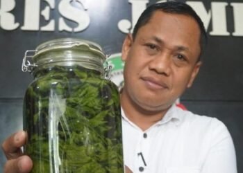 Dari Bibit Asal London hingga Fermentasi Alkohol, Kisah Lengkap Petani Ganja Jombang