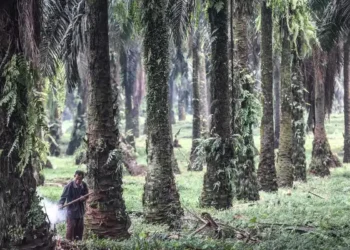 Kabupaten Bogor Masuk Daftar Sentra Sawit Terbesar Kedua di Jawa Barat