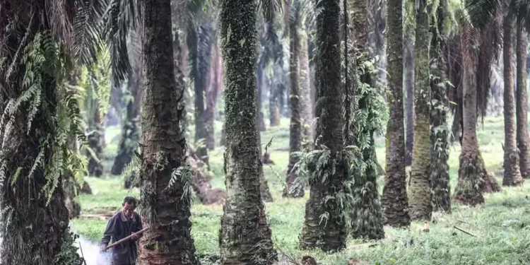Kabupaten Bogor Masuk Daftar Sentra Sawit Terbesar Kedua di Jawa Barat