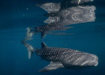 Temuan Langka Bayi Hiu Paus Membuka Bab Baru Penelitian Kelautan Indonesia