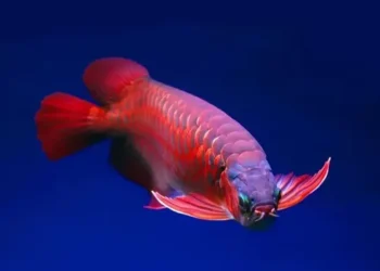 Arwana RI Jadi Primadona di Pasar China, Transaksi Capai Jutaan Dolar