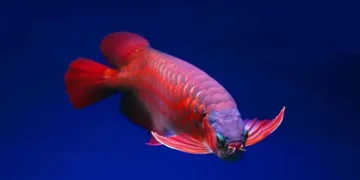 Arwana RI Jadi Primadona di Pasar China, Transaksi Capai Jutaan Dolar