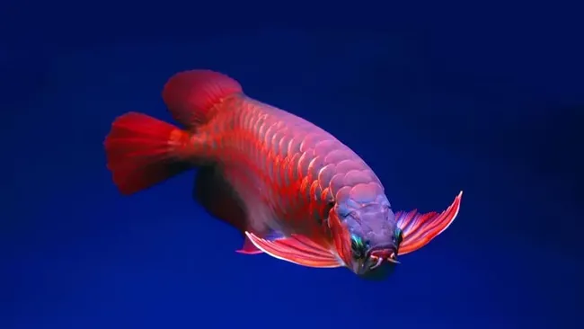 Arwana RI Jadi Primadona di Pasar China, Transaksi Capai Jutaan Dolar